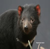 Tasmanian Devil v Conservation Park